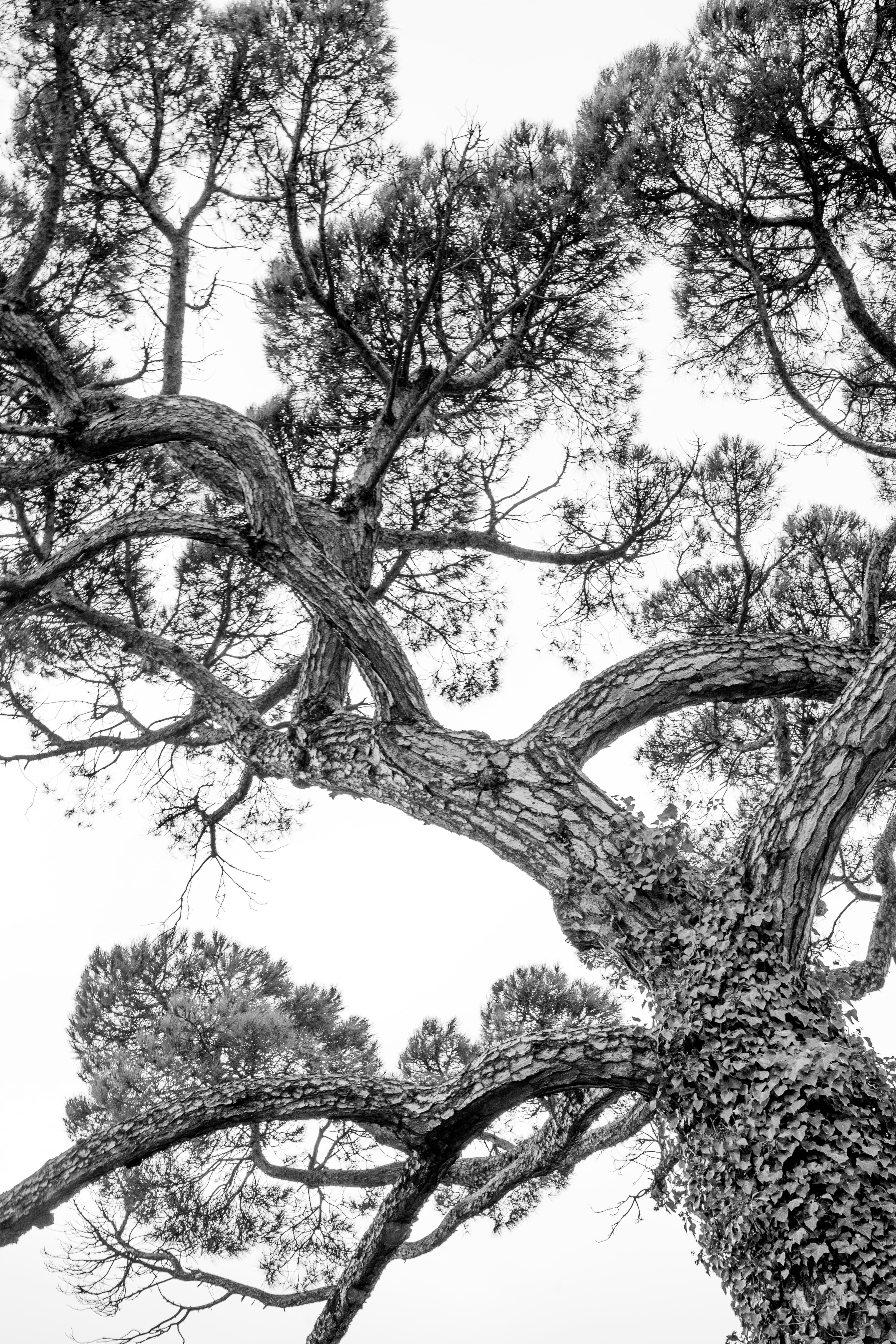 Arbre